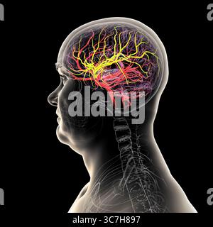 Darstellung der arteriellen Blutversorgung des Gehirns mit hervorgehobener Arteria cerebri Media (gelb), die Blut zu den frontalen, temporalen und parietalen Lappen liefert, entscheidend für die Gehirnfunktion. Stockfoto