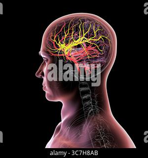Darstellung der arteriellen Blutversorgung des Gehirns mit hervorgehobener Arteria cerebri Media (gelb), die Blut zu den frontalen, temporalen und parietalen Lappen liefert, entscheidend für die Gehirnfunktion. Stockfoto
