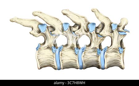 Die Abbildung zeigt eine laterale Ansicht mehrerer Brustwirbel, die in ihrer natürlichen anatomischen Position ausgerichtet sind. Wichtige Merkmale wie die Wirbelkörper und die Kurven der Wirbelsäule sind sichtbar und bieten eine klare Seitenperspektive auf den mittleren Thoraxbereich. Stockfoto