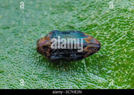 Jewel Beetle aus Northern Red Oak (Brachys aerosus) Stockfoto