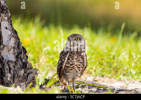 Grabungeule, die Wache neben dem Baum steht. Stockfoto