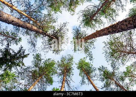 Blick hinauf durch majestätische Kiefern zum Himmel in einem Wald, Naturlandschaft Stockfoto