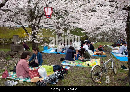 Japanische Familie bei einem Picknick unter den blühenden Kirschbäumen während des Frühlingsereignisses „Hanami“ (Blumenbeobachtung) in einem Park in Hikone, Japan. Stockfoto
