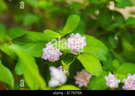 Nahaufnahme von hellvioletten lantana-Blüten mit grünen Blättern aus Puerto Rico. Stockfoto