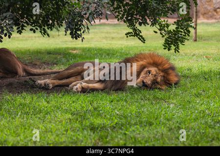 Männlicher Löwe, der unter einem Baum auf grünem Gras ruht, friedliche und majestätische Tierwelt, perfekt für Safari, Zoo und Naturschutz-Fotos Stockfoto