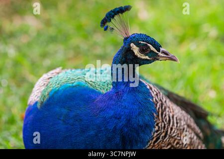 Horizontale Nahaufnahme eines leuchtenden blauen Pfauens mit detailliertem Gefieder und Kronenfedern, perfekt für Wildtiere und exotische Vogelaufnahmen Stockfoto
