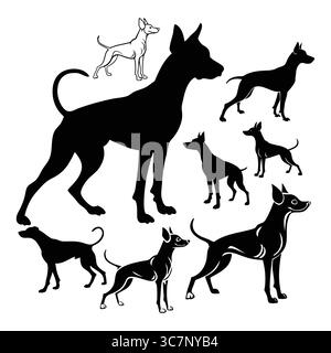 Silhouettenabbildungen verschiedener amerikanischer Hairless Terrier Hundrassen in verschiedenen Posen und Größen Stock Vektor