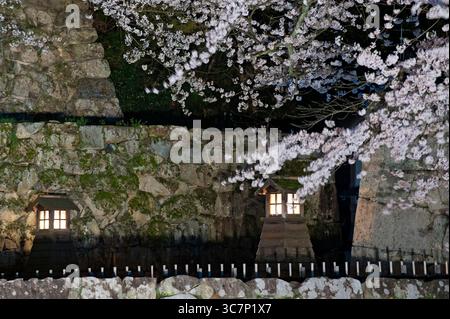 Nachts beleuchtete hölzerne Laterne auf dem Schloss Hikone vor dem Hintergrund der „Sakura“ (blühende Kirschbäume) schafft ein japanisches ästhetisches Bild von Japan. Stockfoto