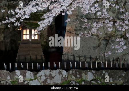 Nachts beleuchtete hölzerne Laterne auf dem Schloss Hikone vor dem Hintergrund der „Sakura“ (blühende Kirschbäume) schafft ein japanisches ästhetisches Bild von Japan. Stockfoto