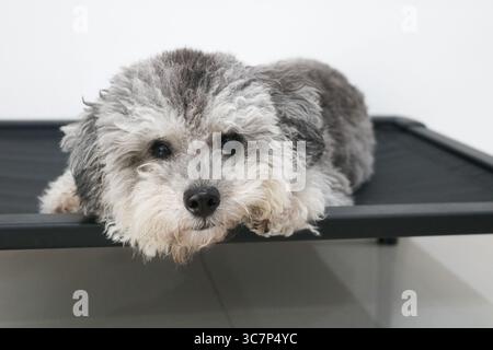 Nahaufnahme eines flauschigen Silver Phantom Toy Poodles, der seinen Kopf sanft auf einem schwarzen erhöhten Hundebett auflegt, in einem ruhigen Moment zu Hause festgehalten. Stockfoto