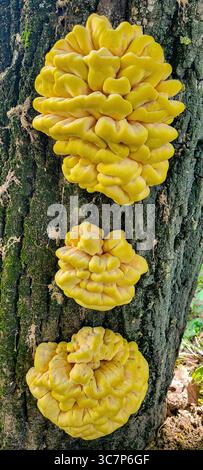 Lebhafte gelbe Pilze wachsen wunderschön auf einem Baumstamm in einer üppigen Waldumgebung Stockfoto
