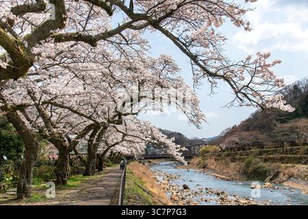 Blick auf den Haya Fluss, Hakone, Japan gesäumt von japanischen Kirschbäumen mit rosa und weißen Kirschblüten oder Sakura und Menschen, die entlang des Rivs spazieren Stockfoto