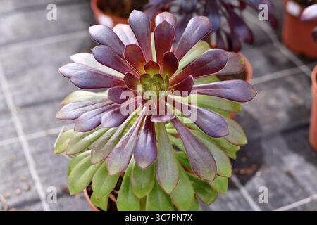 Nahaufnahme von „Aeonium Arboreum“ Sukkulent mit grünen und dunkelvioletten Blättern. Dekorative rosettenförmige Pflanze im Topf Stockfoto