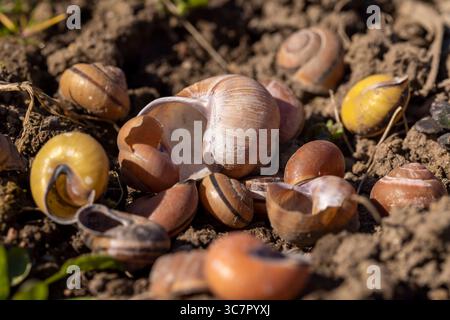 Leere Schalen von Garten und Weinschnecken auf dem Boden, eine große Anzahl leerer Schneckenschalen auf dem Boden nach der Überwinterung Stockfoto