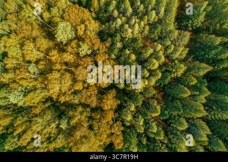 Üppig grüne Walddecke von oben an einem sonnigen Tag im Herzen der Natur Stockfoto