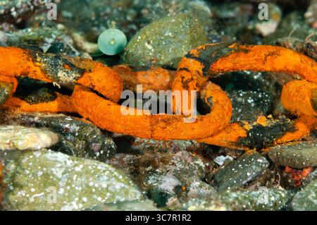 Rostige Eisenkette unter Wasser, Cadaques, Costa Brava, Katalonien, Spanien Stockfoto
