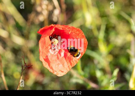 Hummel in rotem Mohn, Stockfoto