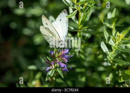 Großer Weißkohl-Weißer Schmetterling (Pieris brassecae) auf einem grünen Blatt, Nahaufnahme Weißer Schmetterlingsflügel auf Kohl-Blatt im Sonnenlicht geöffnet Stockfoto