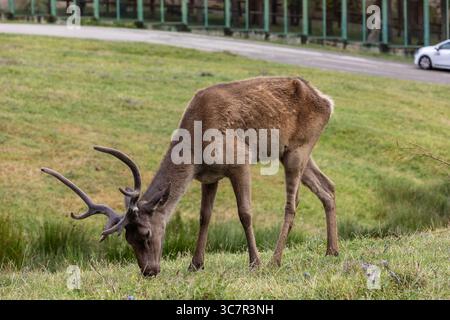 Der Rotwild (Cervus elaphus) ist eine der größten Hirscharten. Ein männlicher Rotwild wird Hirsch oder hirsch genannt, und ein Weibchen wird Hirsch oder Hirsch genannt. Stockfoto