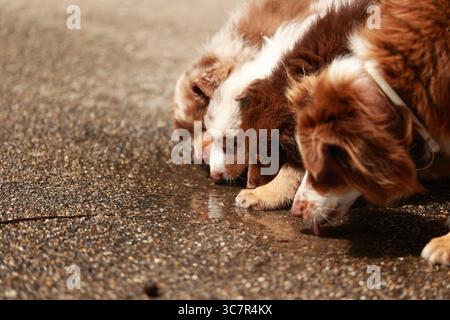 Drei Hunde trinken Wasser aus einer Pfütze Stockfoto