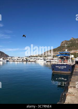 Das Calypso-Boot legte im malerischen Hafen von Hout Bay in Kapstadt an, mit Yachten, Bergen und klarem blauem Himmel. Stockfoto