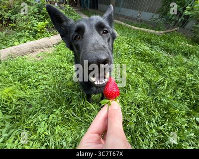 Weitwinkel-Nahaufnahme eines osteuropäischen Schäferhunds, der eine Erdbeere mit einem lustigen Ausdruck auf grünem Gras isst Stockfoto