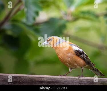 Männliche Chaffinch im Hauxley Nature Reserve, Northumberland, Juli 2025. Stockfoto