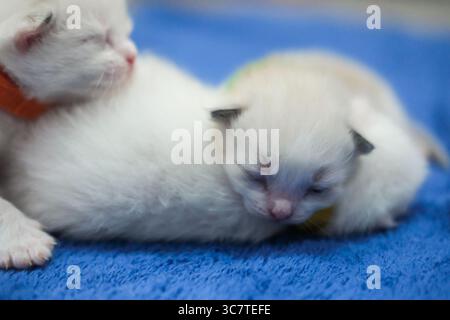 Neugeborene 1 Woche alte Ragdoll-Kätzchen schlafen mit geschlossenen Augen auf der Decke, Hauskatze Stockfoto