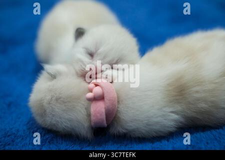 Neugeborene 1 Woche alte Ragdoll-Kätzchen schlafen mit geschlossenen Augen auf der Decke, Hauskatze Stockfoto