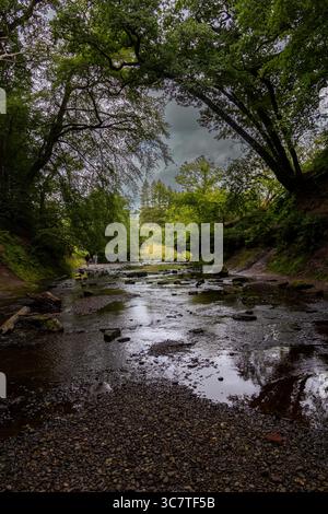 Ein friedlicher Waldbach unter bogenförmigen Bäumen, mit verstreuten Felsen und stimmungsvollen Himmelsreflexen auf dem Wasser Stockfoto
