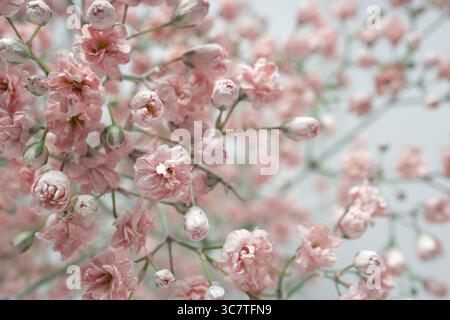 Selektive Fokusunschärfe rosafarbener gypsophila-Blüten aus nächster Nähe. Weißer Hintergrund, horizontal. Stockfoto