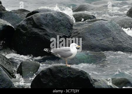 Europäische Heringsmöwe sitzt auf Felsen am Meer. Stockfoto