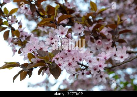 Selektiver Fokus der Blüte von Rotblättrigen Pflaumen. Rosafarbene Blumen auf einem Baum im Frühling. Stockfoto