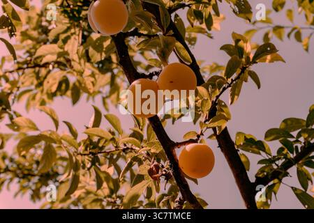 Eine Nahaufnahme reifer Pflaumen, die an einem Baumzweig hängen. Die Früchte sind von gesunden grünen Blättern umgeben. Stockfoto