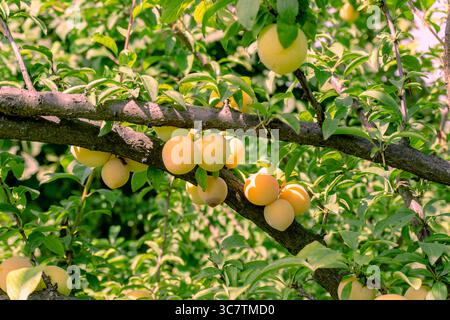 Eine Nahaufnahme reifer Pflaumen, die an einem Baumzweig hängen. Die Früchte sind von gesunden grünen Blättern umgeben. Stockfoto