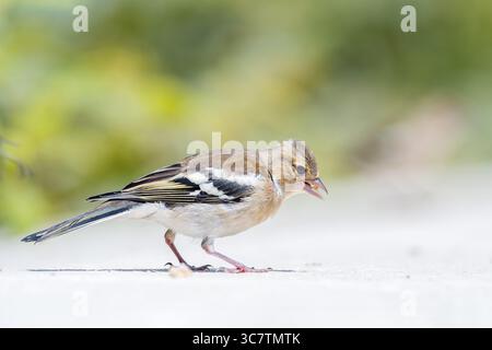 Weibliche Chaffinch (Fringilla coelebs), die sich leise an einer Steinmauer bei weichem Tageslicht thronten und ihr dezentes braunes Gefieder zeigten. Stockfoto