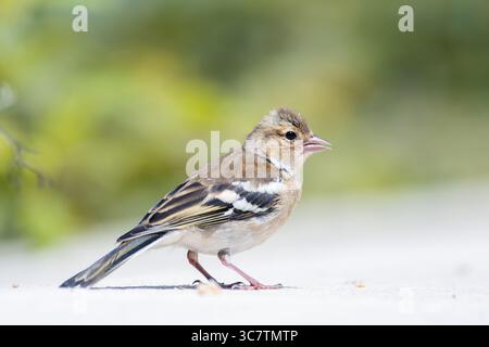 Weibliche Chaffinch (Fringilla coelebs), die sich leise an einer Steinmauer bei weichem Tageslicht thronten und ihr dezentes braunes Gefieder zeigten. Stockfoto