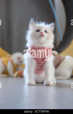 2 Monate altes Ragdoll-Kätzchen, das auf dem Boden steht und zu einem Katzenteaser aufblickt. Hauskatze Stockfoto
