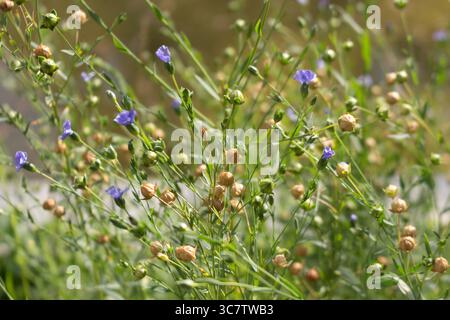 Linum, Leinen lila Blumen auf dem Feld. Flachsfrüchte – getrocknete braune Kisten mit Samen auf dem Feld im August. Sonniger Sommertag. Stockfoto