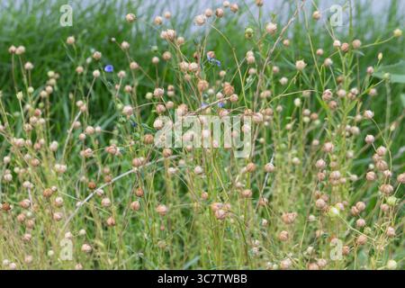 Linum, Leinen lila Blumen auf dem Feld. Flachsfrüchte – getrocknete braune Kisten mit Samen auf dem Feld im August. Sonniger Sommertag. Stockfoto
