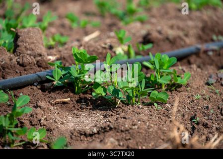 Erdnusspflanzensprossen, der auf dem Acker wächst. Erdnuss (Erdnuss) Pflanze Keimling grünes Blatt. Erdnusspflanzenplantage. Organische Erdnusspflanze spro Stockfoto