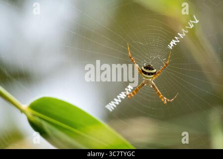 Signature Spider (Argiope Anasuja) sitzt im Internet. Es ist auch bekannt als Writing Spider und Garden Spider. Sie kommt häufig in Gärten oder bac vor Stockfoto