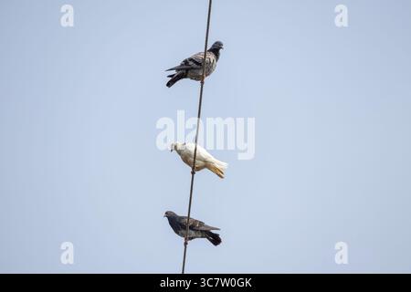 Drei Tauben sitzen auf einer Stromleitung. Drei Tauben sitzen auf dem Kabel in einer Dorfumgebung, hellblauer Himmel Hintergrund Stockfoto