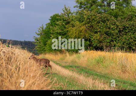 Junge Rehe Rehkitzen in der Nähe des Weizenfeldes in ländlicher Landschaft, sonniger Tag Naturfoto mit Wald und blauem Himmel, europäische Tierwelt Stockbild Stockfoto