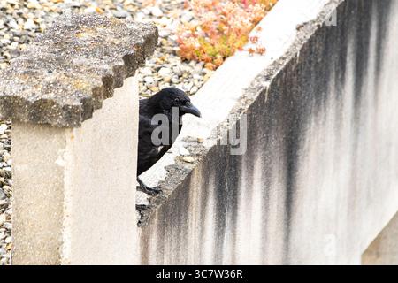 Aas-Krähe (Corvus Corone), die auf einem rostigen Kamin im Herzen einer urbanen Landschaft thront und die Anpassungsfähigkeit der Tierwelt in Städten zeigt. Stockfoto