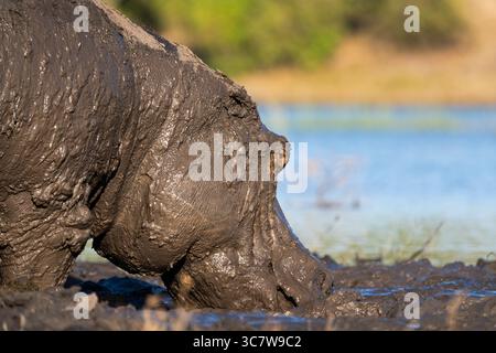 Männliches, erwachsenes Nilpferd schlammig im Sumpf des Chobe River. Karosserie mit Schlamm bedeckt. Chobe Nationalpark, Botswana, Afrika Stockfoto