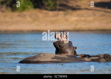 Hippopotamus Gähnen (Hippopotamus amphibious) hinter seiner Mutter mit weit geöffnetem Mund. Das Nilpferd ist im Wasser. Chobe River, Chobe National Park Botswana Stockfoto