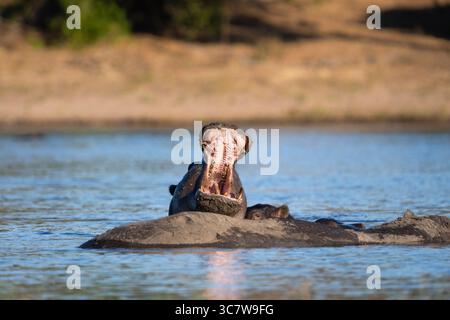 Hippopotamus Gähnen (Hippopotamus amphibious) hinter seiner Mutter mit weit geöffnetem Mund. Das Nilpferd ist im Wasser. Chobe River, Chobe National Park Botswana Stockfoto