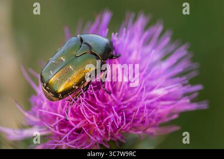 Rosenscheuerkäfer auf leuchtend lila Distelblüte in Makroansicht, metallisch grüne Insekten füttern in der Natur Nahaufnahmen von Wildtieren Stockfoto
