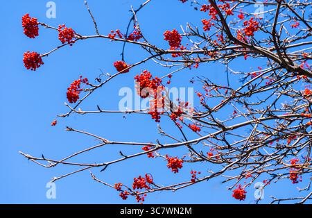 Wilde Hagebuttenpflanze in Patagonien Argentinien mit roten Früchten für Marmelade, Tee und Kosmetiköl Stockfoto